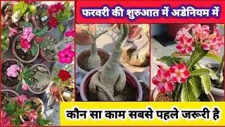 Adenium Care and Work in Early February,//फरवरी की शुरुआत में अडेनियम की देखभाल कैसे करें।🧤#adenium 