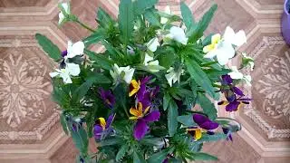 Мої квіткові покупки 15. 05. 2020 My flower purchases