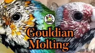 Gouldian Moulting || #gouldian #finch #moting #bird #crazy