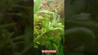 Aquascape Zen Style | Minimal Green Tank