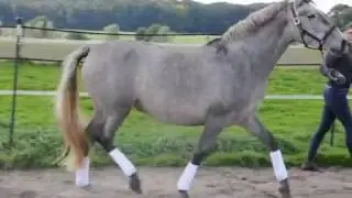 Ubia von Doblon-TR
