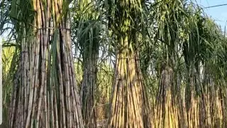 कम लागत में रिंग पिट  विधि से गन्ने की बुवाई कर कैसे अधिकतम उत्पादन लिया जा सकता है।Maximum cane .