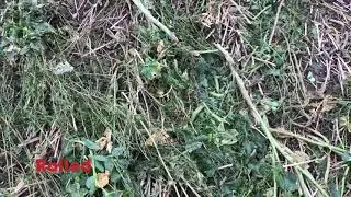Cover Crop destruction Jan 2022
