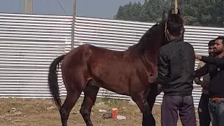 कुरुक्षेत्र मेला 2026 #buffalo#horse#mela#mr