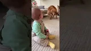 Cute dog makes baby laugh like crazy 2