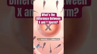 What&rsquo;s the Difference Between X and Y Sperm?