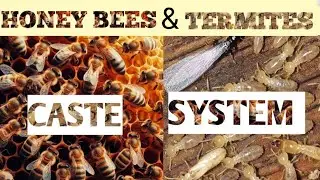 Social Insects (Honey Bees and Termite Caste System)