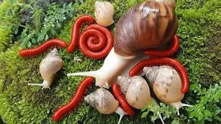 What Happens When Millipedes and Snails Share a Space ? #UnexpectedNature #Millipede #Educational