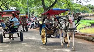 Naik Delman Istimewa | Kuda Delman | Horse | Kuda - Lagu kalau kau suka hati tepuk tangan populer