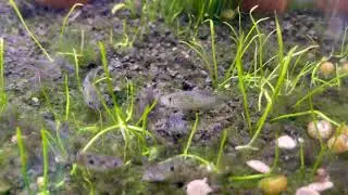 American Flagfish fry with one pale color morph
