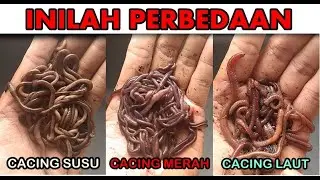 jenis cacing untuk mancing ikan air tawar