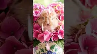 Petal Party Surprise!