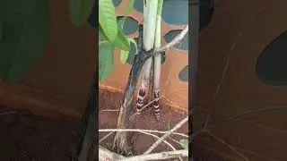 #Sugarcane growth.