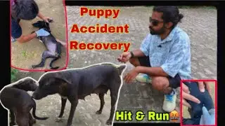 Hit & Run Case Recovery of Puppy 🐶 | Aravali Animal Farm | Alwar,Raj.