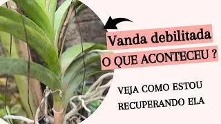 O QUE ACONTECEU COM ESSA ORQUÍDEA VANDA DEIXOU ELA FEIA🥹 Estou recuperando VEJAM