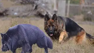 How to Check Pure German Shepherd Dog Breed |