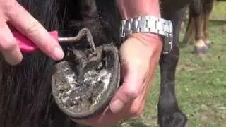 Horses don't cry - pony hooves