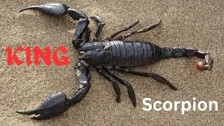Top 5 Facts About Scorpions | Secret Facts | Animal Planet's Most Mysterious & Dangerous Creatures |