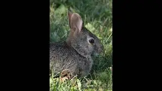 2025 Summer backyard: Rabbit enjoying weeds in a morning. #backyardanimals