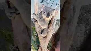Koala#wildlife#animals#ytshort