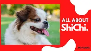Shih Tzu Chihuahua Mix (ShiChi):Everything About The Designer Toy Breed
