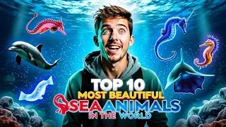 Top 10 Most Beautiful sea animals in the World