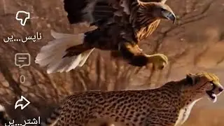 Ultimate Wild Showdown &ndash; Snake vs Tiger vs Crocodile vs Eagle | Epic Animal Fight in 8K Nature