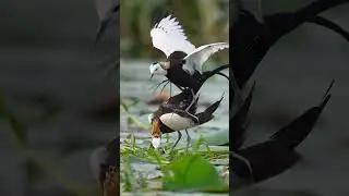 Jacana Bird Couple