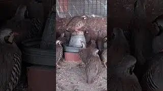 Qabli Chakoor Shikari female Awaz