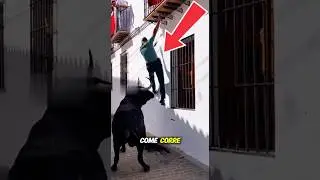 AGENTE DE LA GUARDIA CIVIL SE CUELGA DE UN BALC&Oacute;N PARA ESCAPAR DE UN TORO 😱 #shorts #toros #bulls