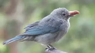 Sayaca Tanager (Thraupis sayaca) with pox virus