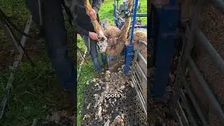 Dlaczego rolnicy tak przewracają owce‼️😱