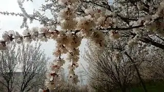 НАВРӮЗ МУБОРАК! 