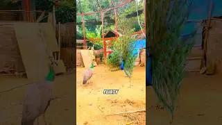 Павлин 🦚 #животное #смешной #павлин