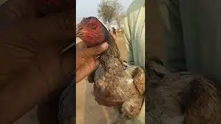 kamalia breed