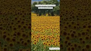 Rare Imported Sunflower Flower Seed Online Shopping 🪴 #sunflower #plants #flowers #gardening
