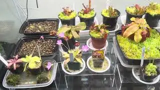 Carnivorous Plant 75 Gallon Tank Day One 1-8-2026