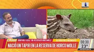 Naci&oacute; un tapir en la reserva de Horco Molle
