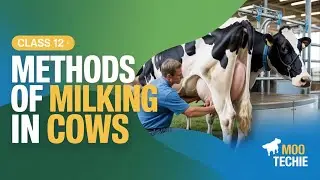 Class 12 | Methods of Milking in Dairy Cows | Moo Techie