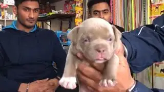 Accessories Required For New Dogs | Puppys lene ke bad kya kya jaruri chijo ki jaruri - Bhola Shola
