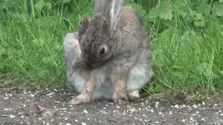 Wildkaninchen - Oryctolagus cuniculus - European rabbit - Lapin de garenne, Lapin commun