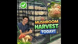 Harvesting Fresh Mushrooms 🍄 | Calm Farm Work + Ambient Music (Live)