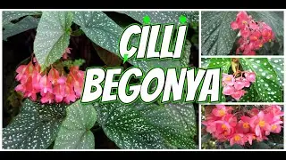 ÇİLLİ BEGONYA BAKIMI