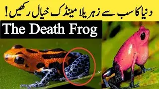 Golden Poison Dart Frog  دنیا کا سب سے زہریلا مینڈک | Mari Diary | #maridiary 