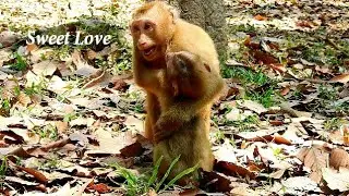 Baby monkey Axel closed to pigtail Rose, all cameraman hopeful Axel will join to Amber troop soon