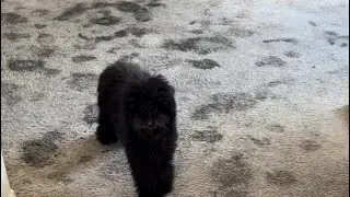 ASMR steam cleaning a puppy stained home