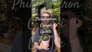 Philodendron Campii Update🌿 #philodendron #update #plants #houseplants #indoorplants #indoorjungle