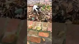 Delivery Driver Gets Chased by Hilariously Vicious Little Pup!