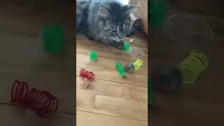 Fluffy Maine Coon Cat | Stashes Toys Under Cabinet | #cats
