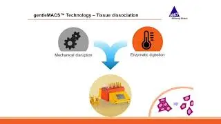 Webinar: Isolation of immune cells from mouse tissue